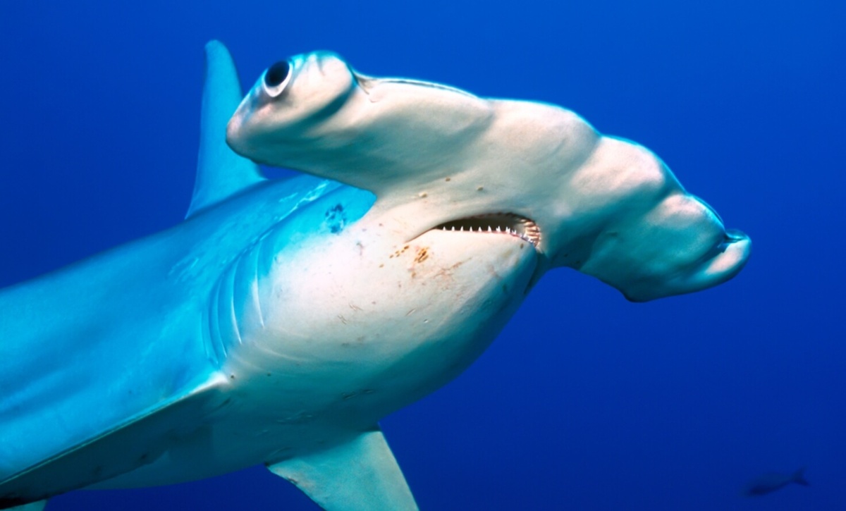    У акулы-молота голова имеет форму буквы Т, что делает её одной из самых узнаваемых рыб в океане. Источник фотографии: gismeteo.ru