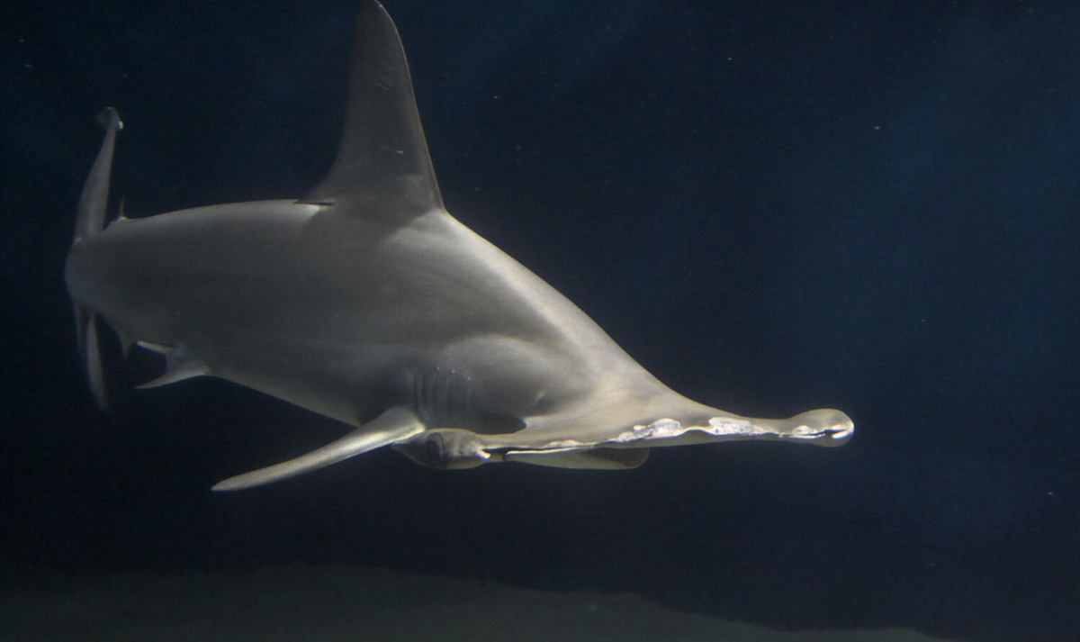    Гигантская акула-молот. Источник фотографии: wikimedia.org