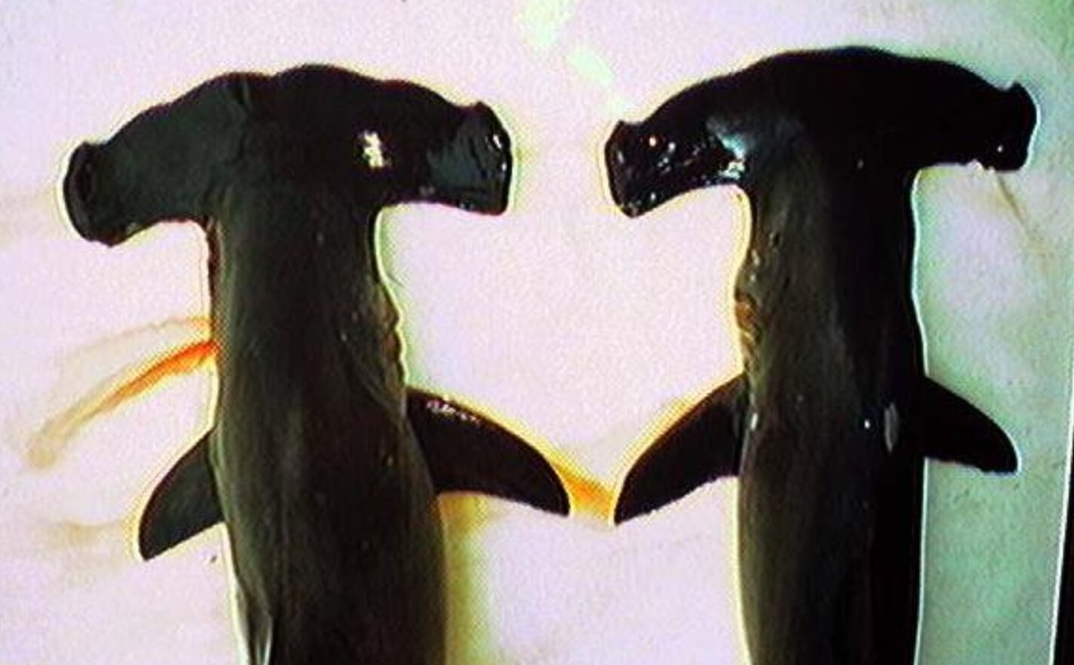    Круглоголовые молот-рыбы. Источник фотографии: wikimedia.org