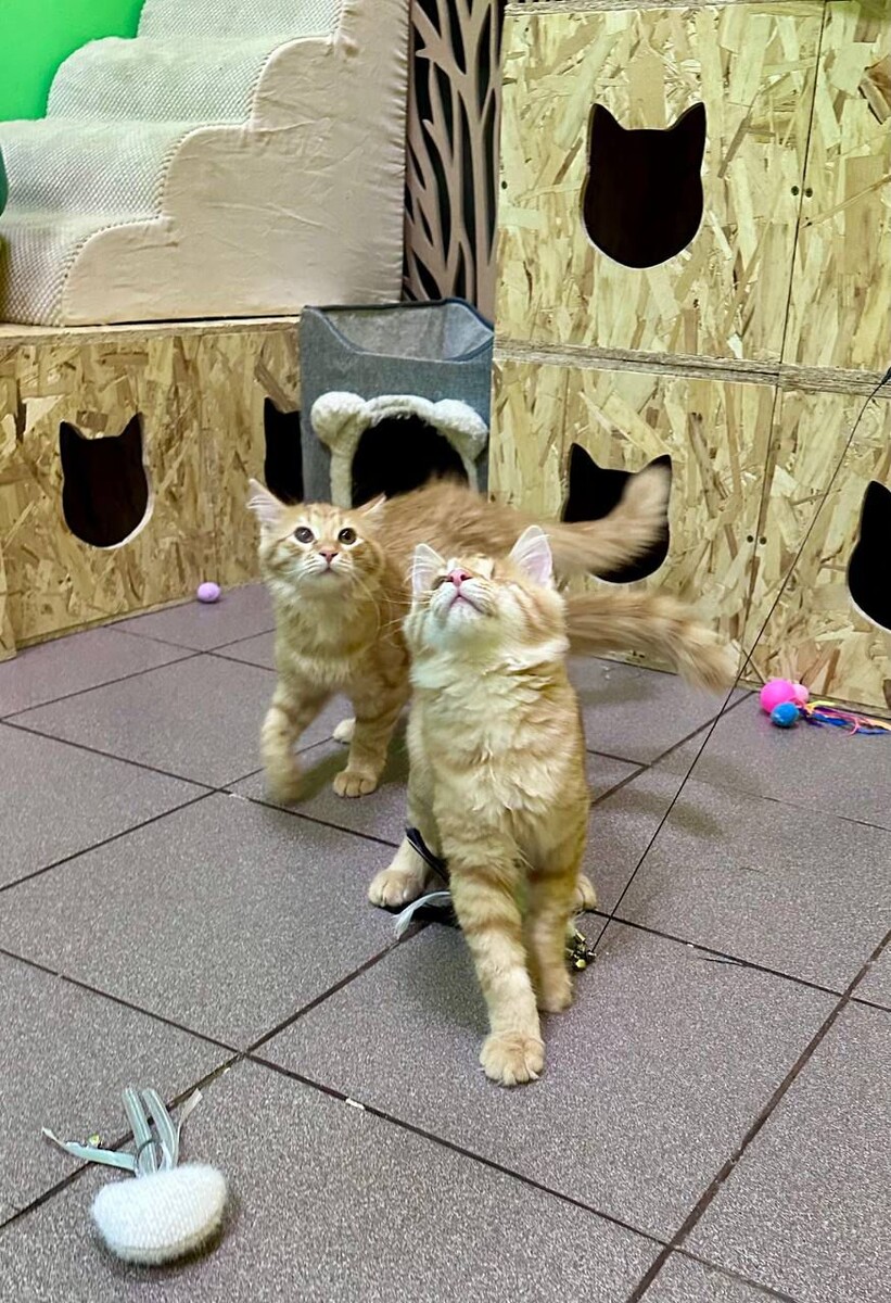 Золотые котейки и вот вам история про них