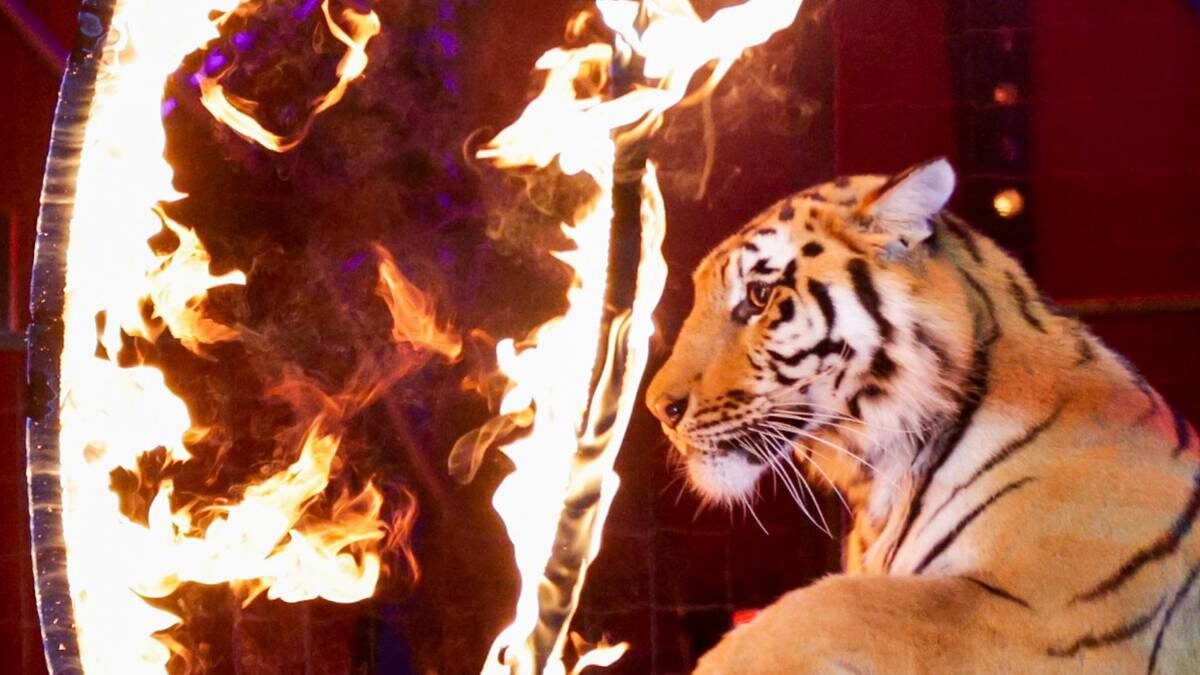    Классический номер из представления «Полосатый рейс» / Фото: Михаил Синицын / ТАСС