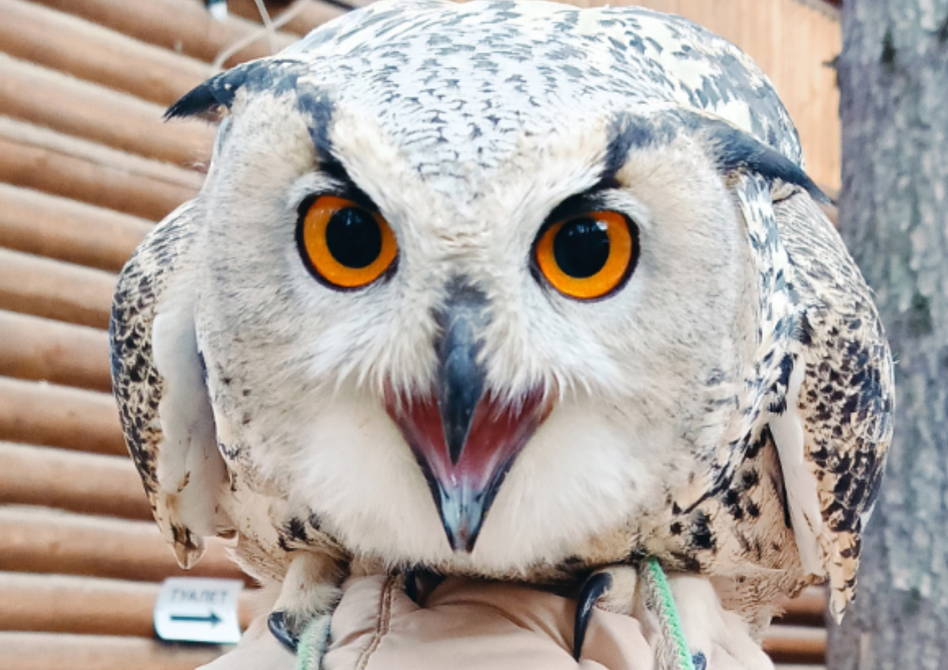     Фото: центр Холзан / holzan.ru