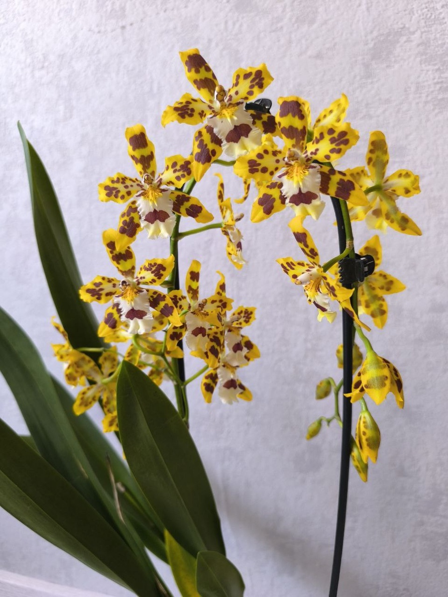 Только посмотрите какая же она красотка! Такая была одна и я не смогла пройти мимо.