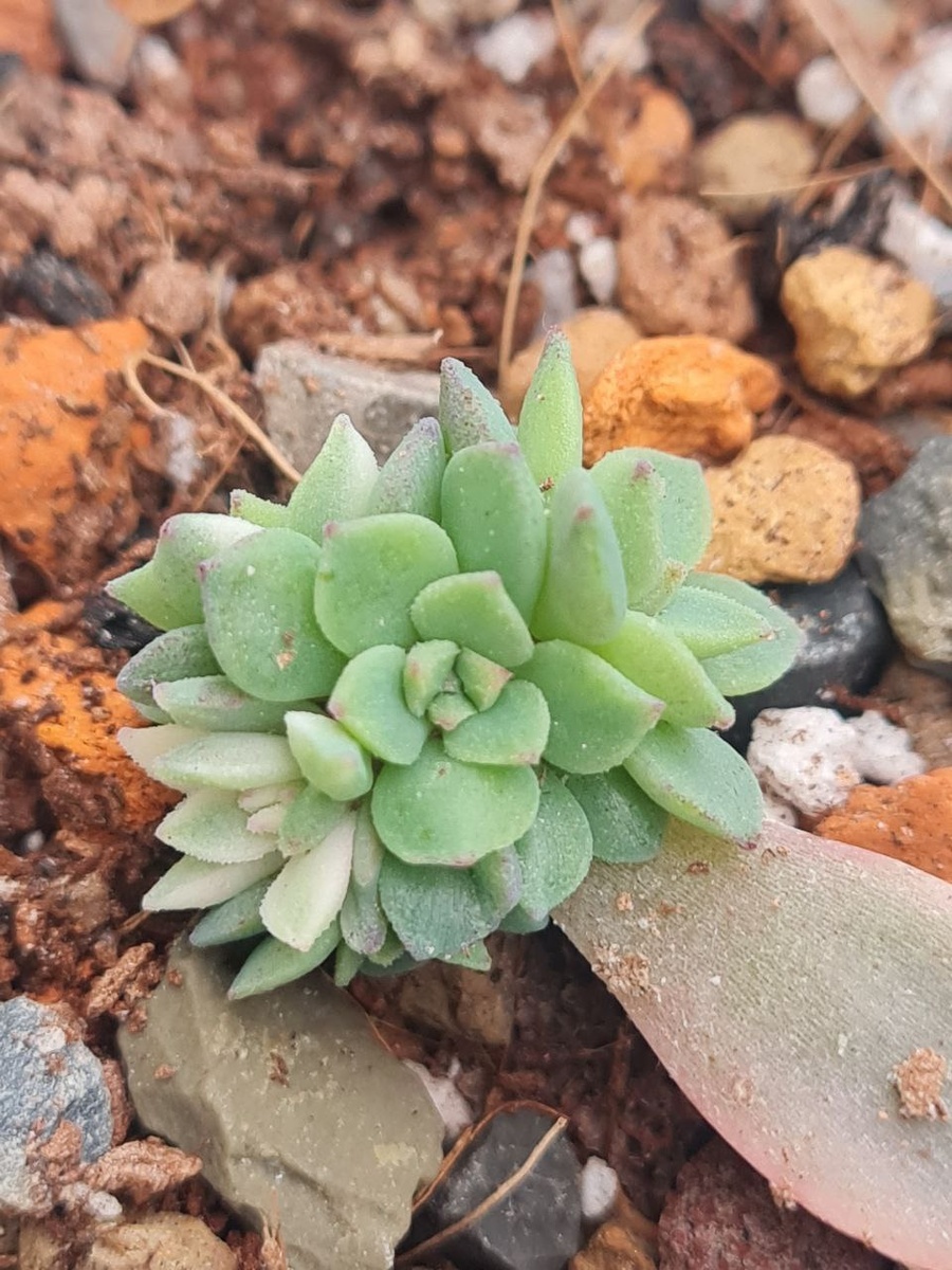 Это ли не чудо