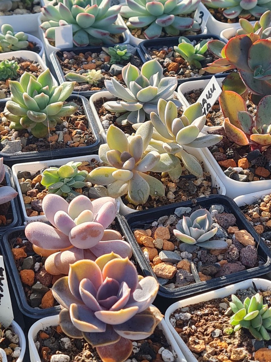 Sunny kid | Succulent