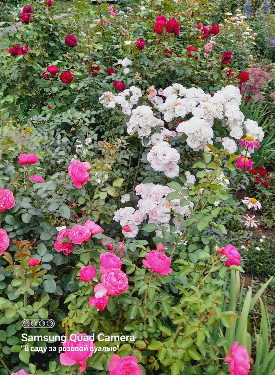 Leonardo da Vinci, Aspirin Rose и остинки