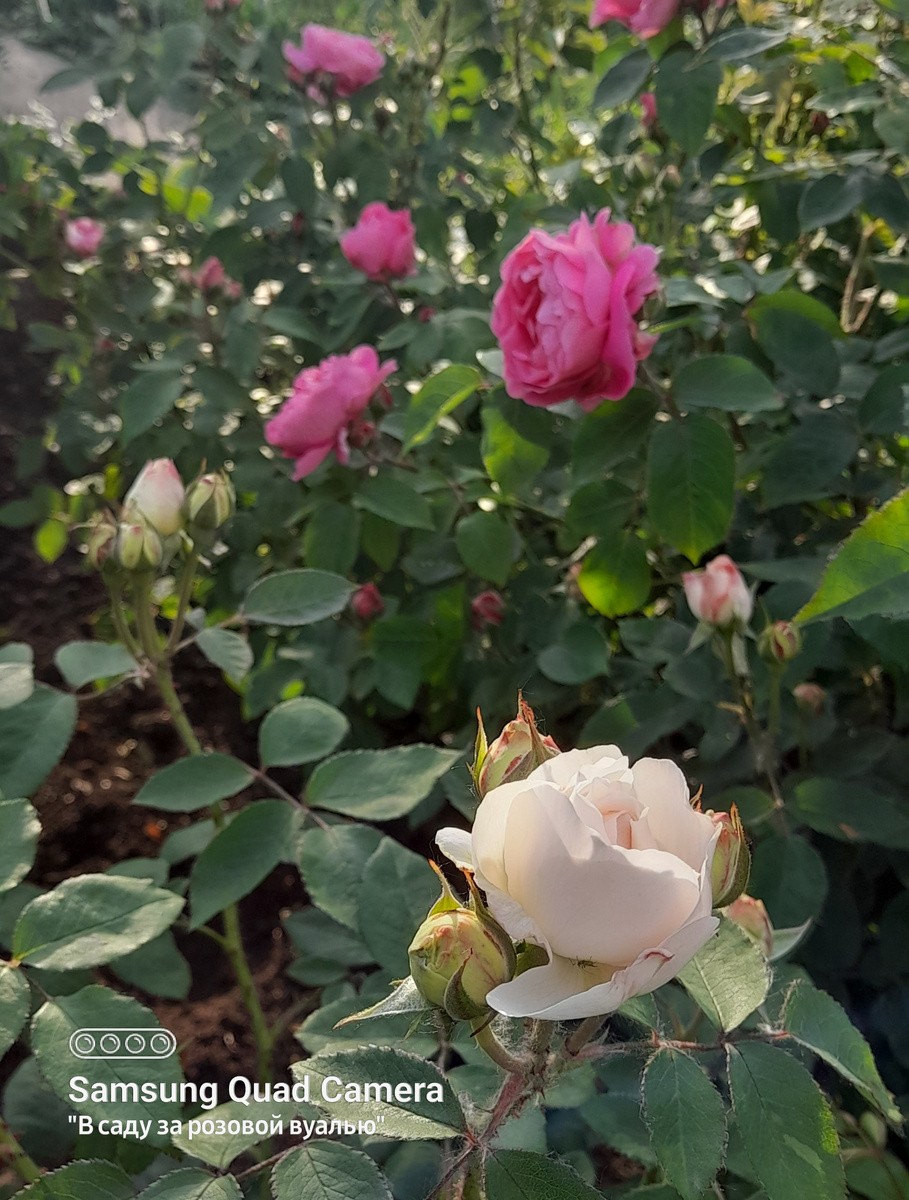 Winchester Cathedral и Mary Rose - остинки