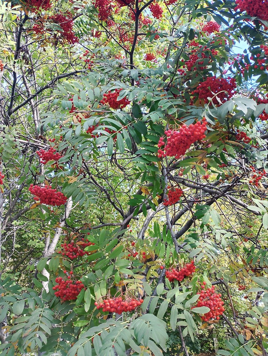 Рябины-красавицы на территории колледжа. Фото из личного архива.