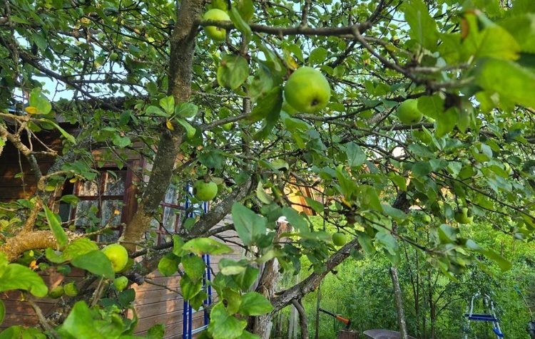    Фото: Лукьянов Дмитрий, AgroXXI.ru