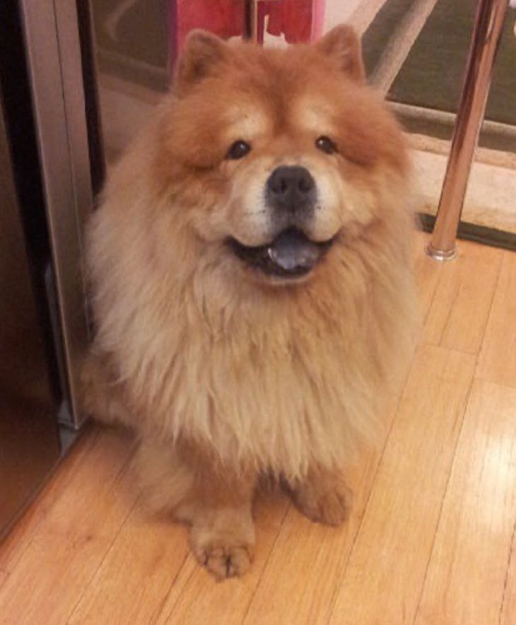 Шенушка - гордость всего двора.