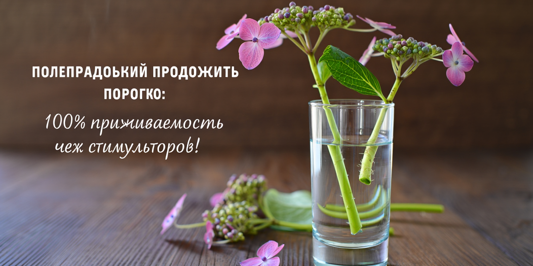 ЧЕРЕНКОВАНИЕ ГОРТЕНЗИИ ОСЕНЬЮ: 100% приживаемость без стимуляторов!