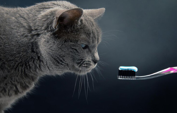 Фото из Интернета. 