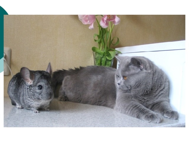 Фото из Интернета.