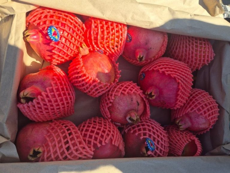    В Оренбуржье пресечен ввоз зараженных гранатов из Узбекистана Оренбуржье