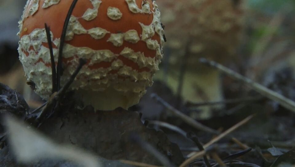    Мухомор. Источник: телеканал "Толк"