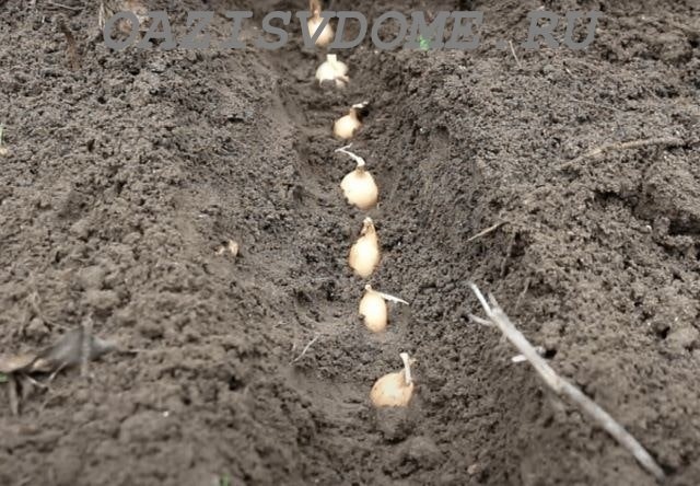 Посаженный под зиму лук севок на репку