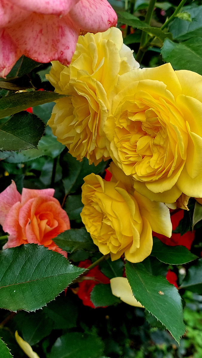 Инка. Флорибунда