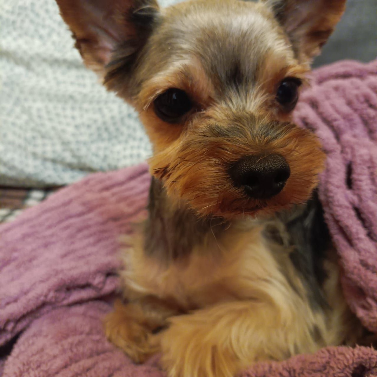 И это Лаки, в образи оленёнка Бэмби (фото автора)