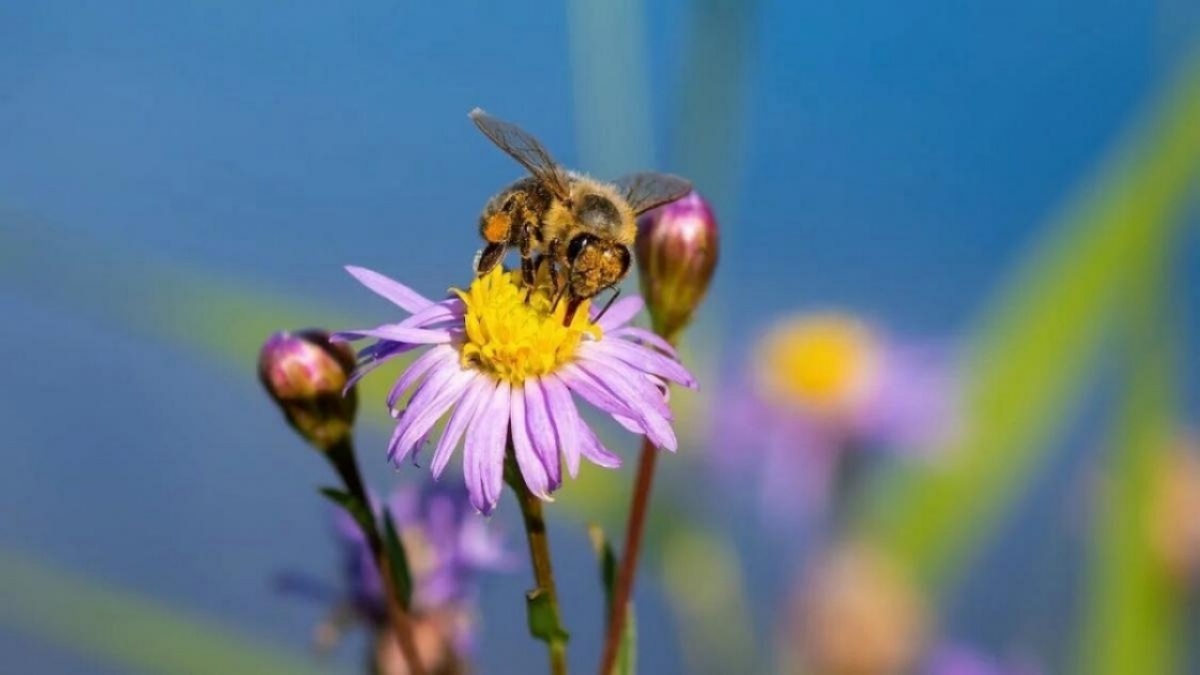    Массовая гибель пчёл зафиксирована в Саратовской областиНовости Саратова и области – Сетевое издание «Репортер64»