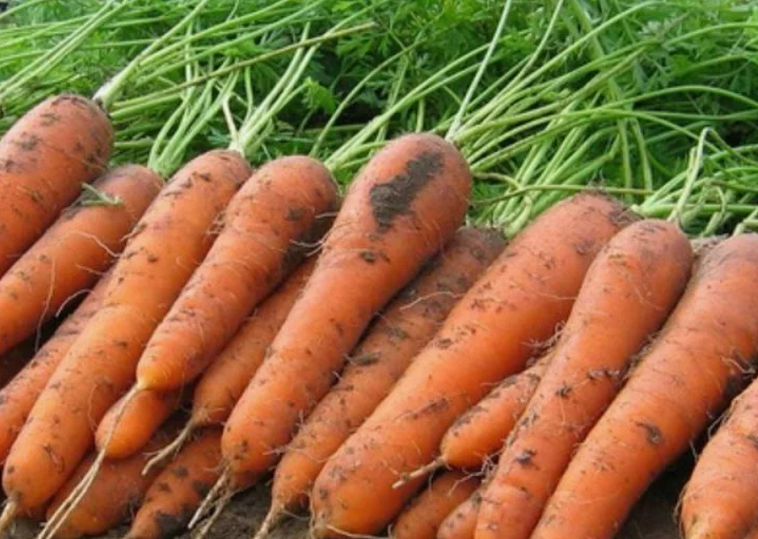 Когда убирать морковь с грядки на хранение: оптимальные сроки