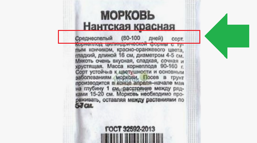 Сроки уборки моркови зависят от принадлежности к группе сортов