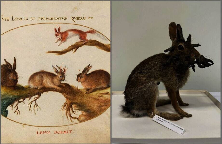    Фото: wikipedia.org/apnews.com