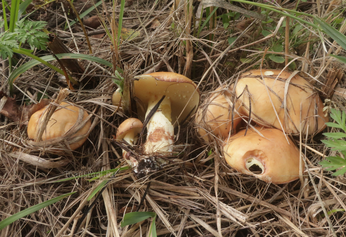 Зернистые маслята под моей сосной. Теперь это норма (фото И.Лебединского)