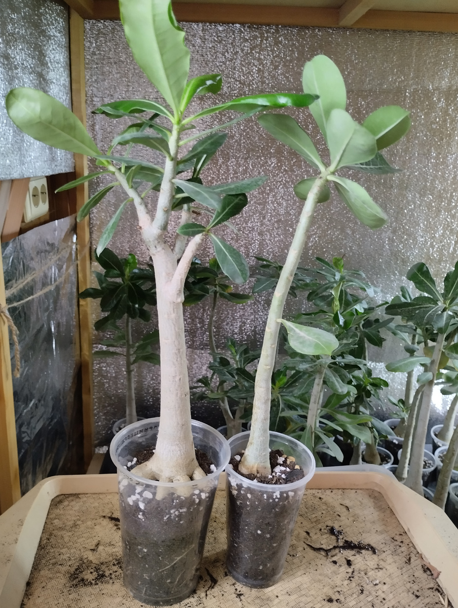 Для сравнения - слева черенок, справа сеянец, взрослый, между прочим. Черенок растёт в стакане ёмкостью 0.5 литра, сеянец в 0.3