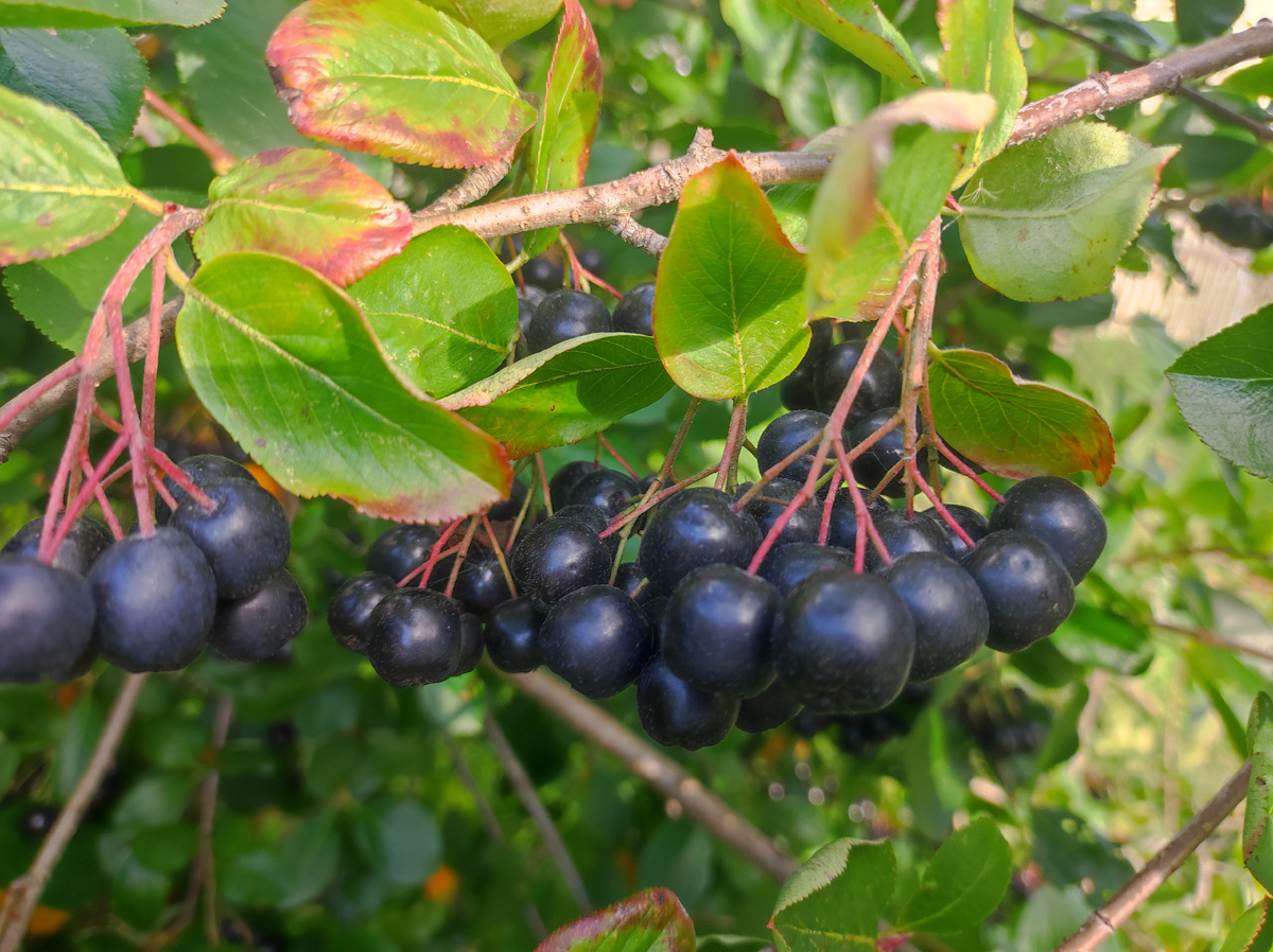 Фото автора, черноплодная рябина, конец августа 2025 года