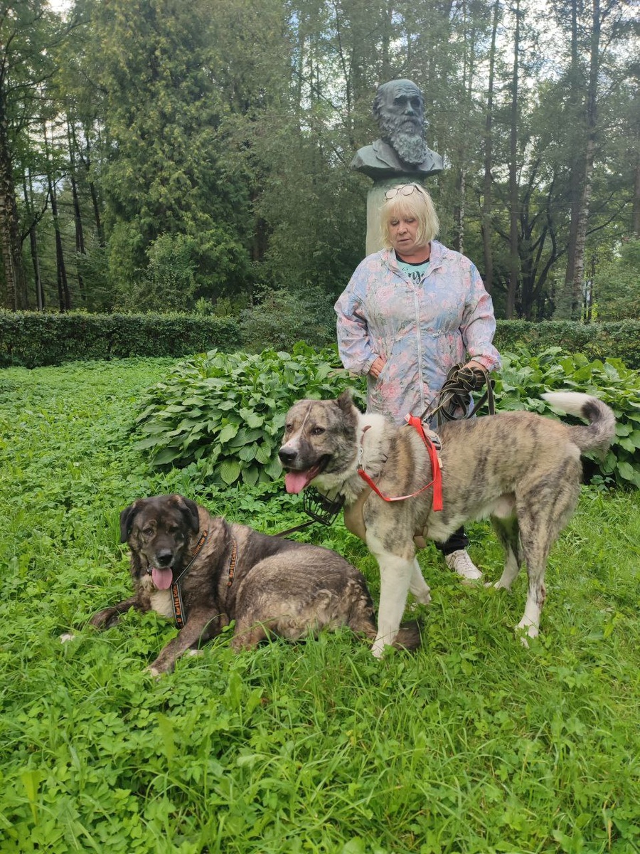 2025. Парк института физиологии им. И. П. Павлова. Собаки приюта ТОска с Тайганом и Светлана Герасимова 