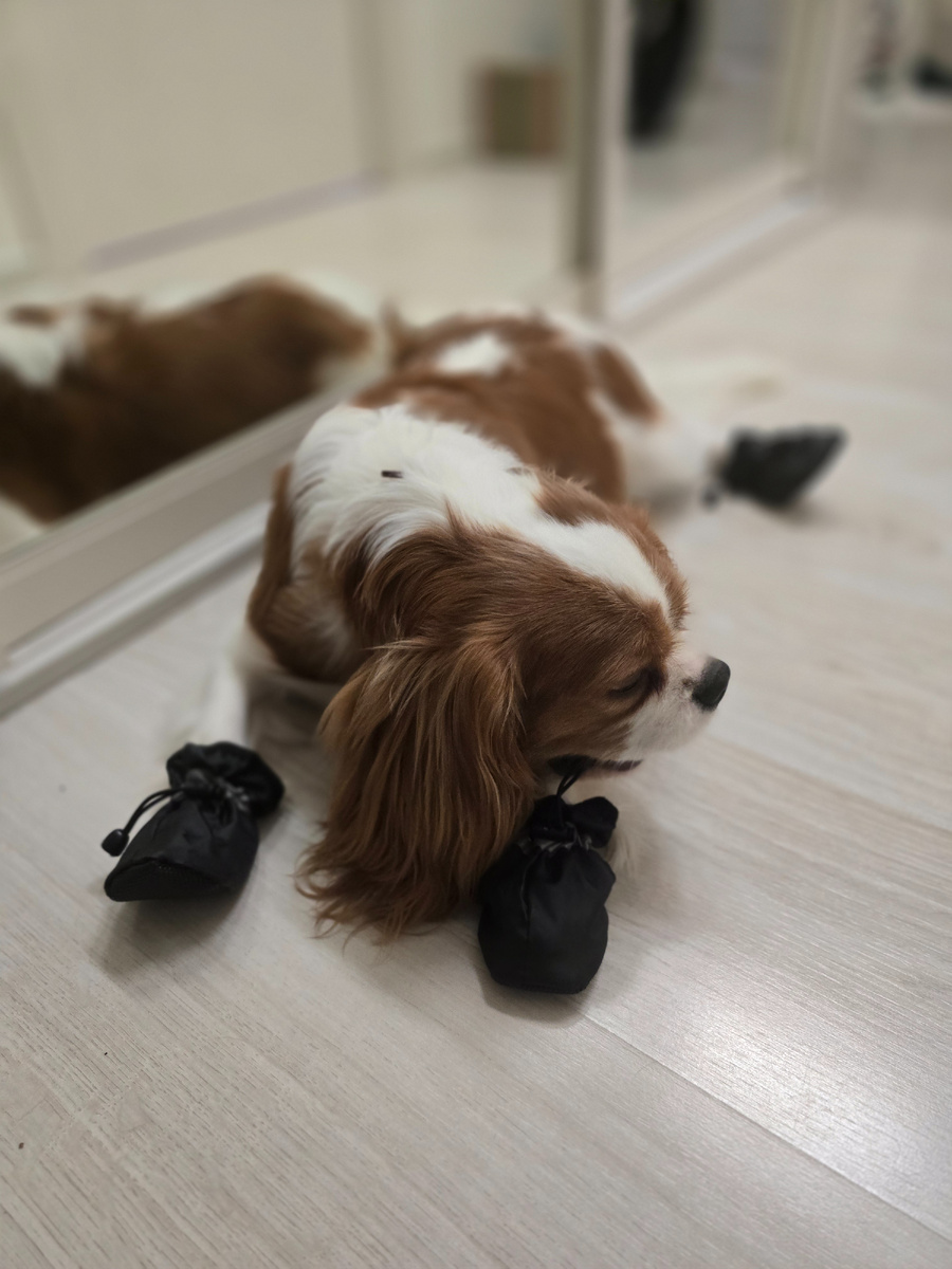 Тапки в самый раз