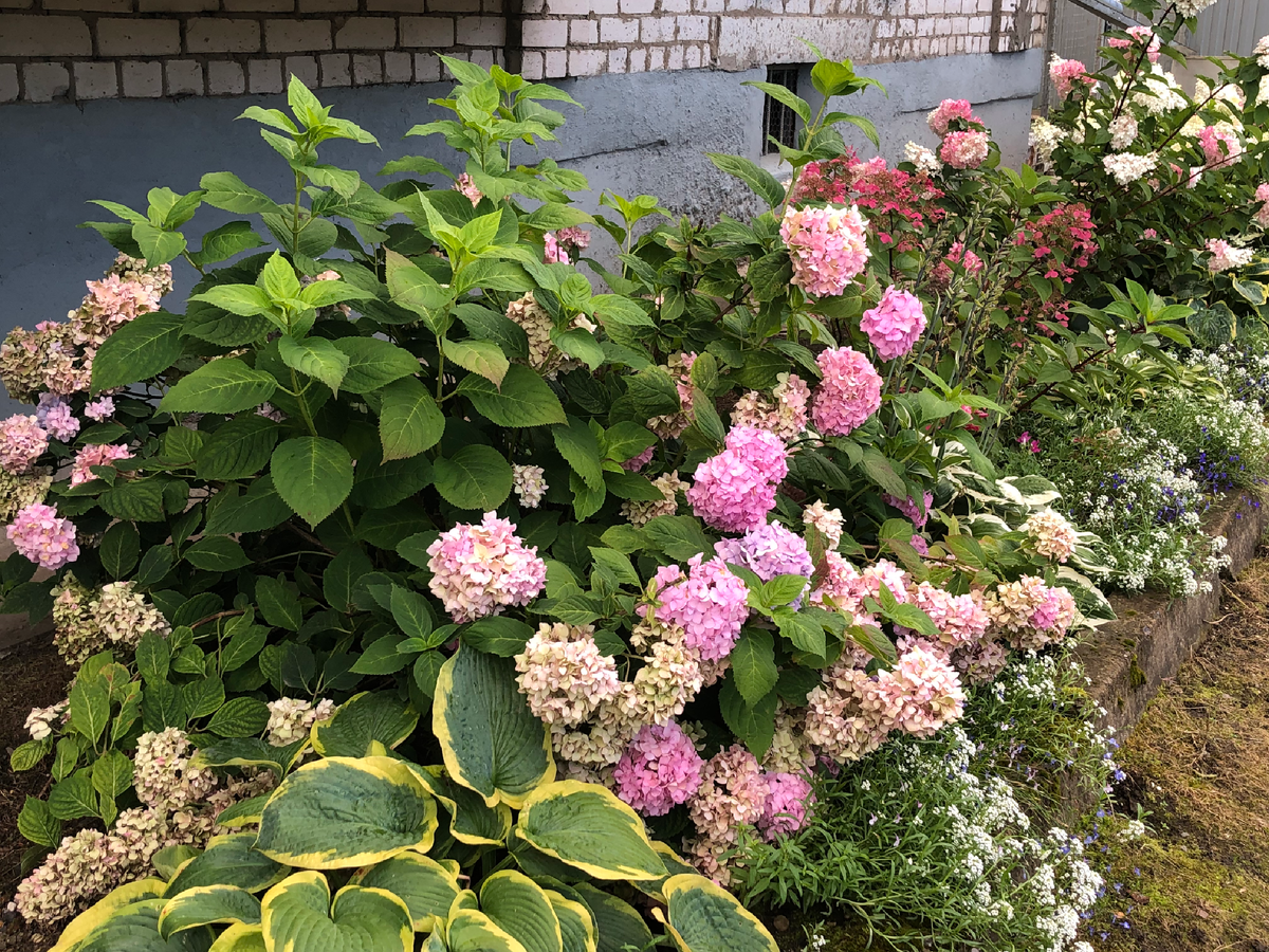 Маточный куст, с которого я срезала черенки, начало сентября 2025