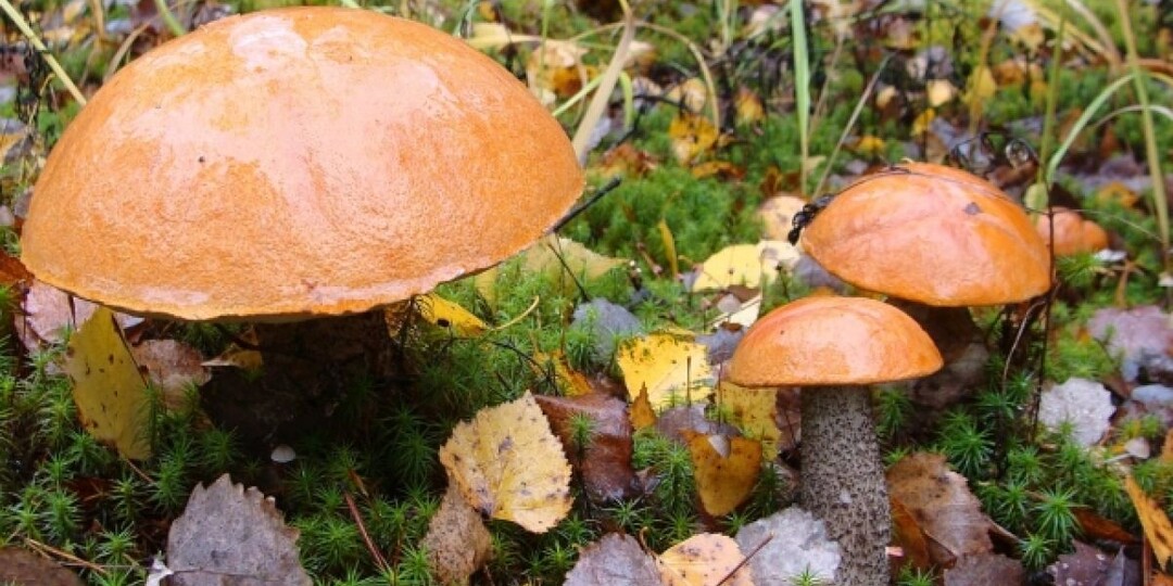 Самые лучшие рецепты с подосиновиками: варим, жарим и маринуем грибы на зиму