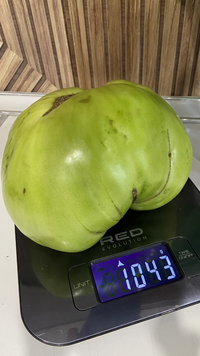 Сорт Спринт Таймер