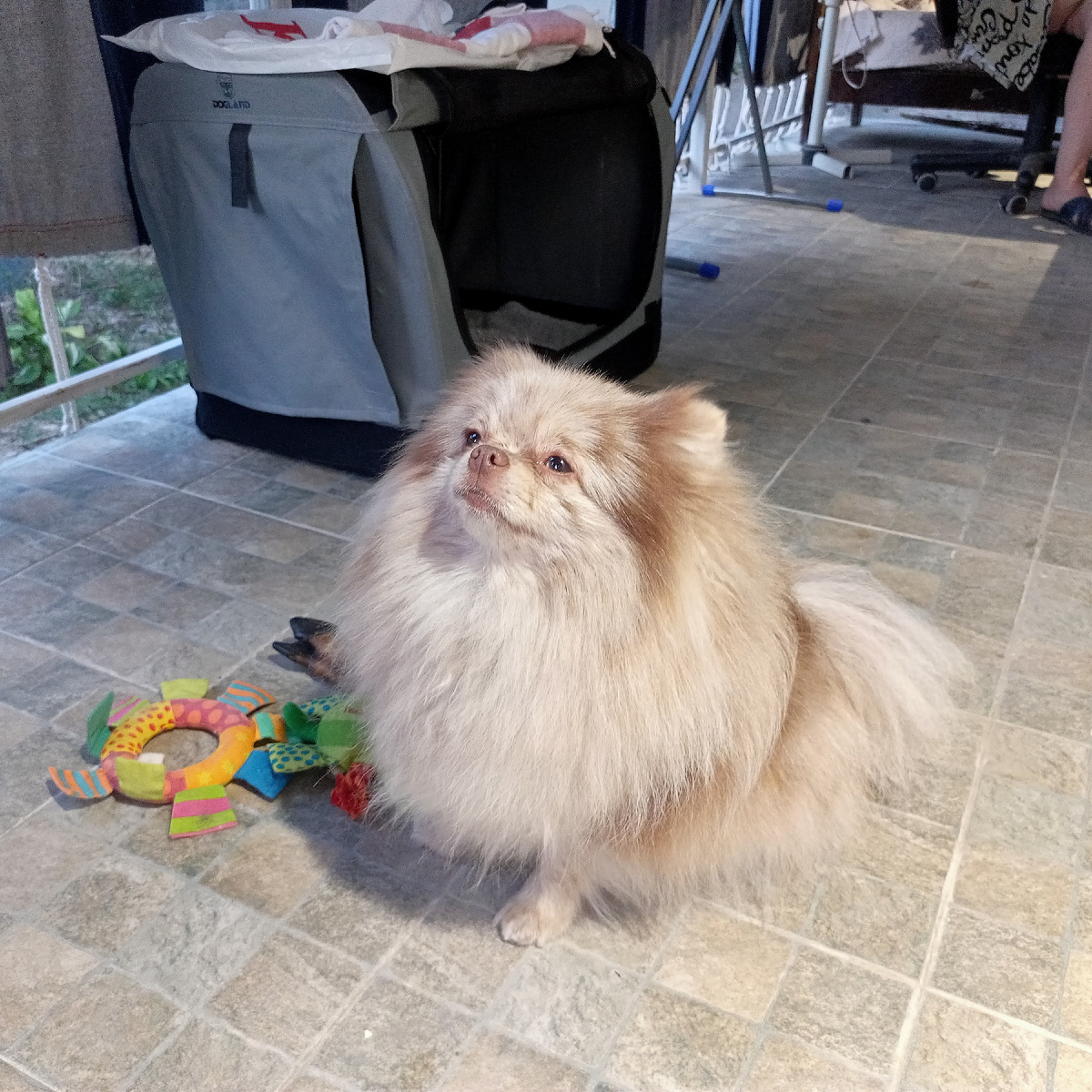 Ирина собачка Луна. Ударение на У