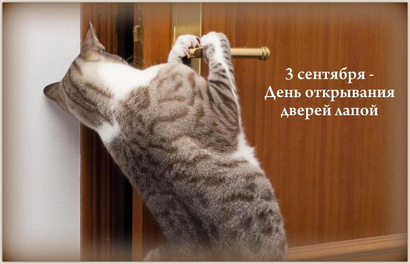 Коллаж автора. Источник фото: https://dveridom.by/novosti/optimalnaya_model_dveri_v_pomeshchenie_s_domashnimi_pitomtsami/