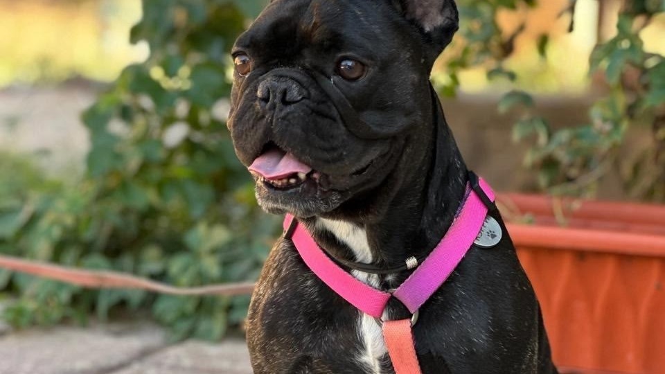 #Горчица@frenchbull_help снова ищет дом