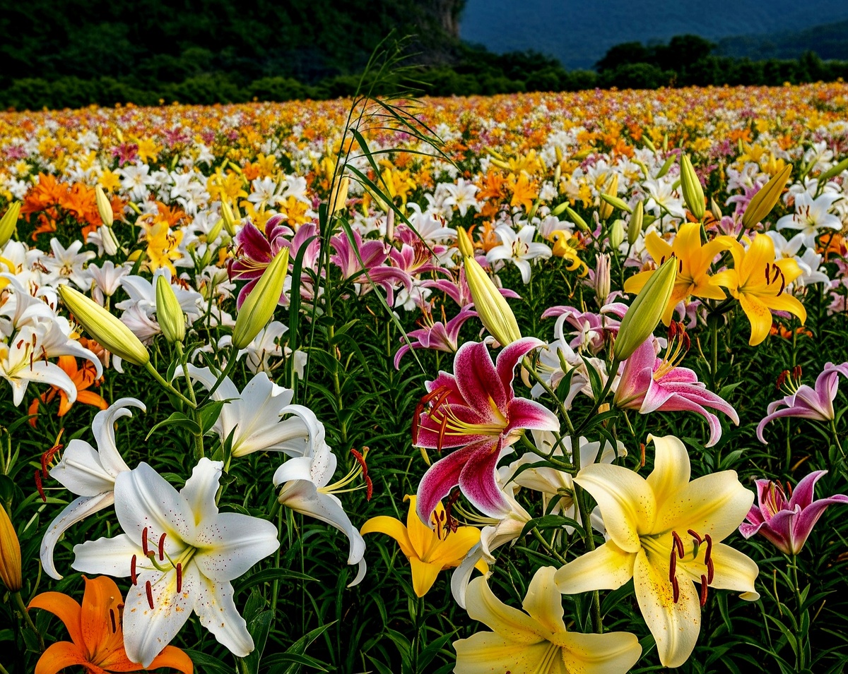 Когда обрезать лилии осенью: осенние работы для пышного цветения