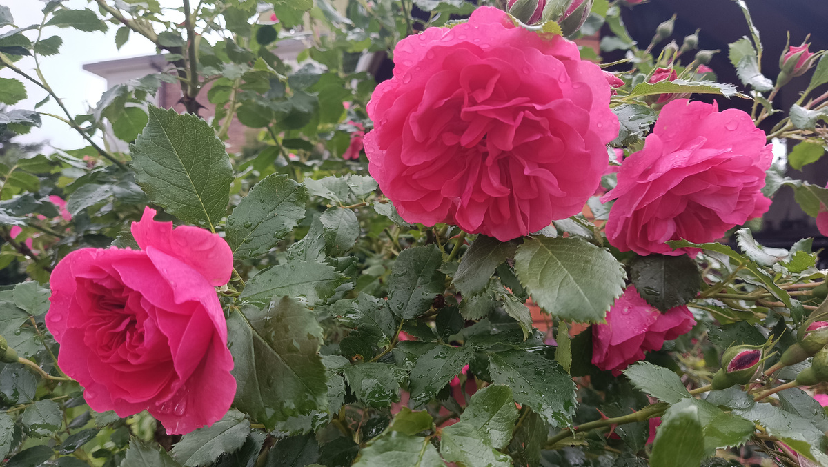 РОЗАРИУМ ЮТЕРСЕН начала второе цветение