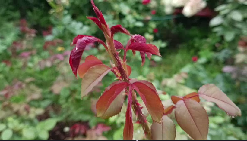 Красный жиующий базальный побег.