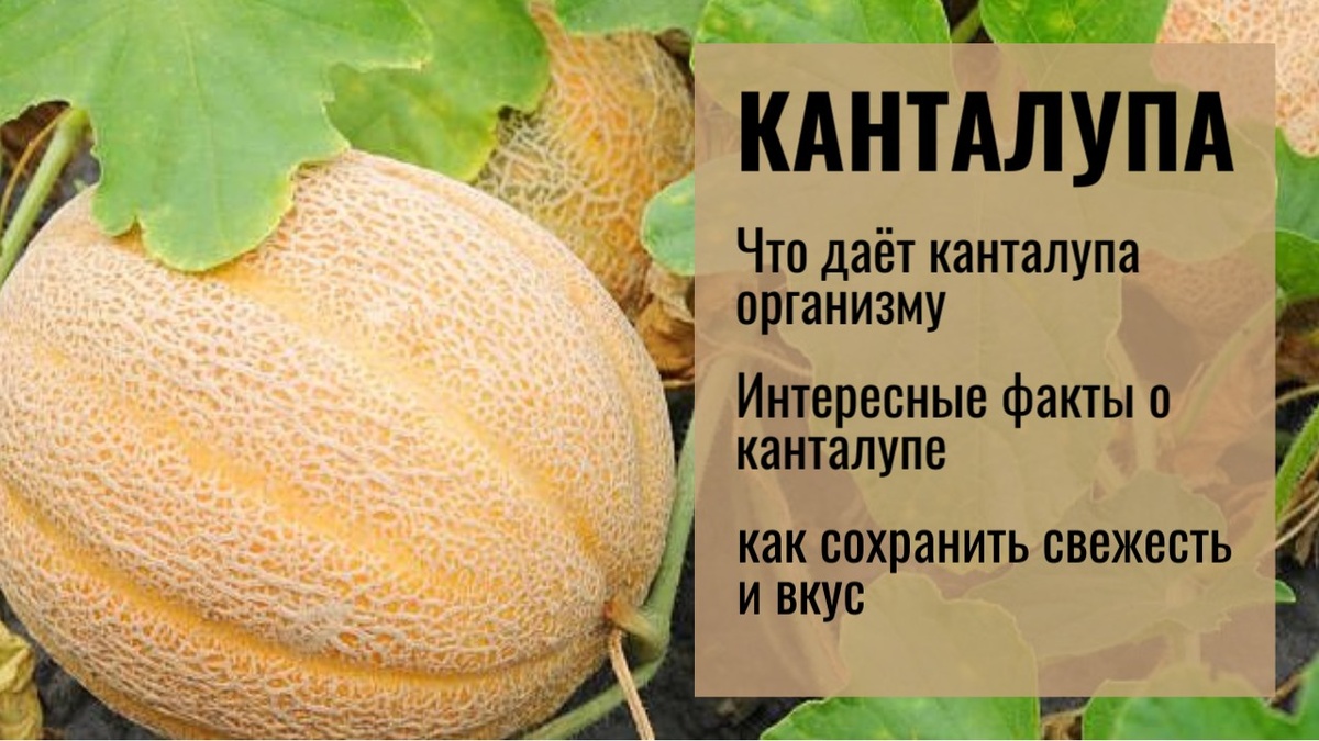 Фрукт канталупа