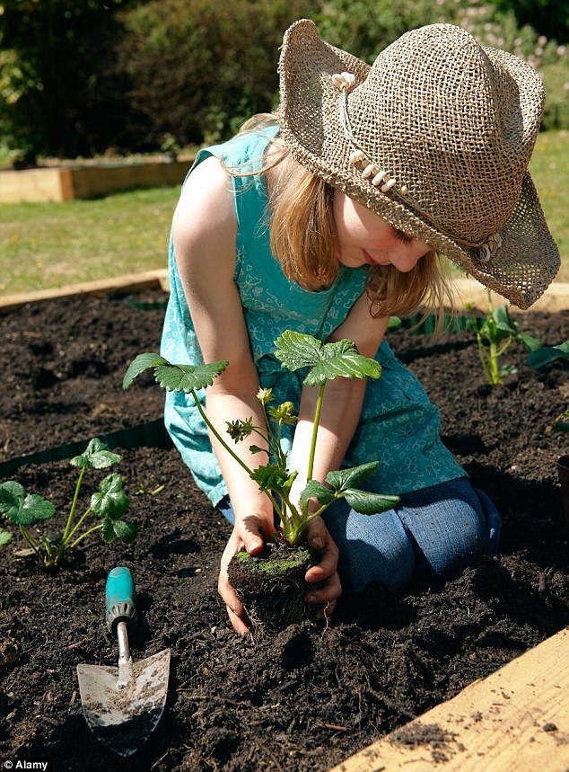 Посадка клубники