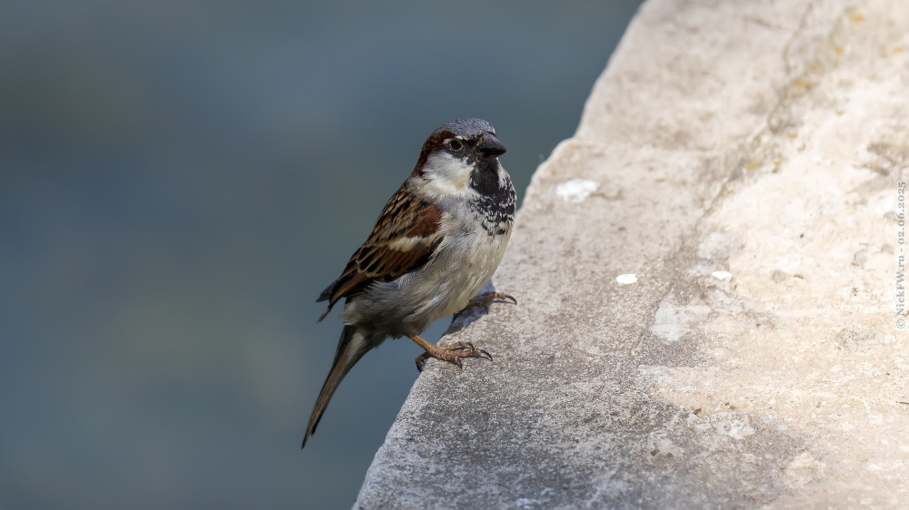 1. Домовый воробей — самец © NickFW.ru — 02.06.2025г.