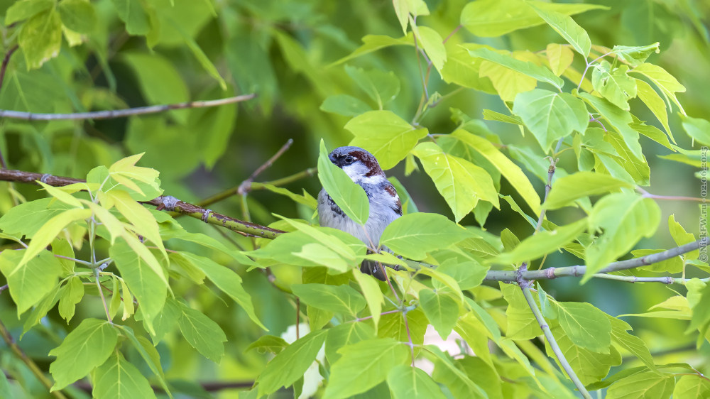 2. Домовый воробей — самец © NickFW.ru — 02.06.2025г.