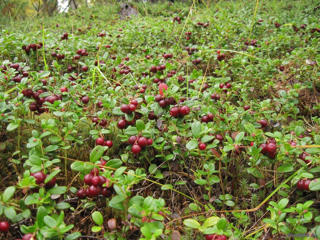 Фото: Яндекс Картинки