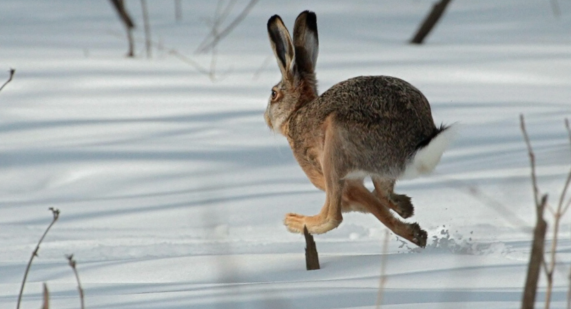 Поставь лайк!