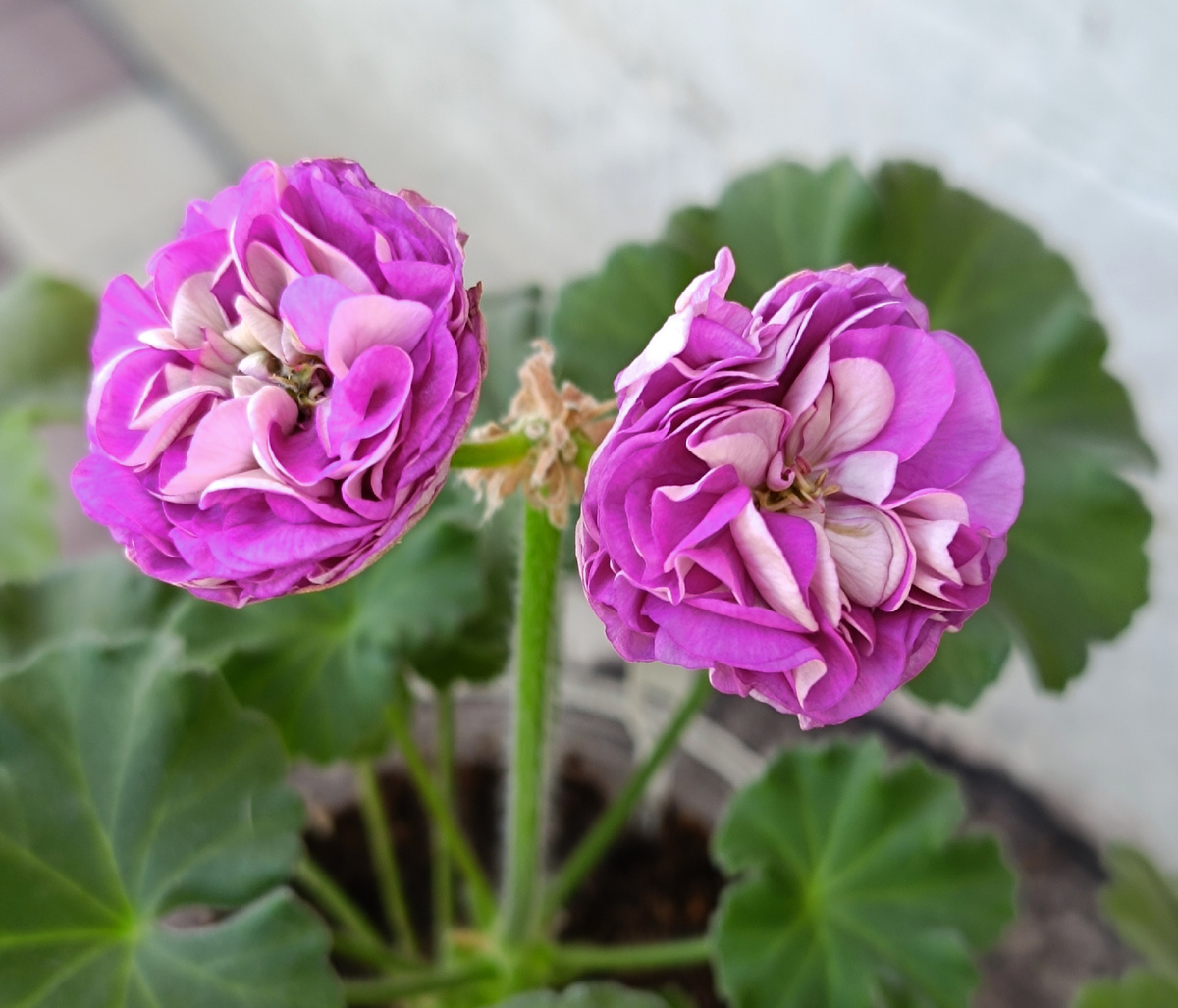 Готика.  Осталось всего два цветочка из шапки. Но это черенок цветет. Когда куст будет большой, думаю будет меньше сушить бутоны. На удивление, этот сорт не сильно боится жары. 