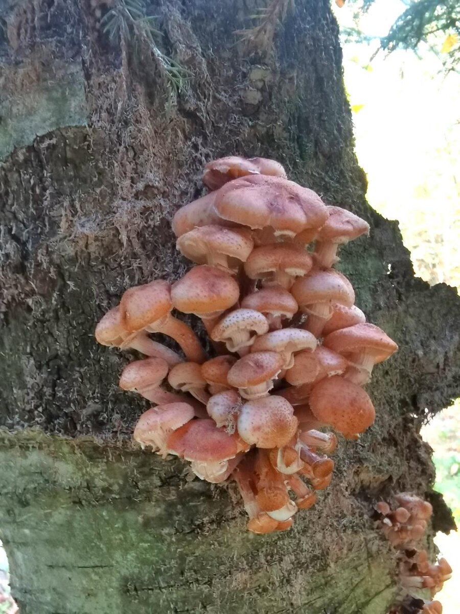 Небольшая семейка опят