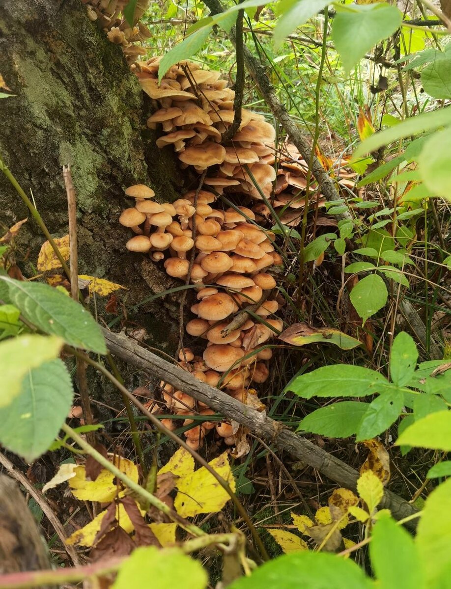 Весь усыпанный опятами пенёк