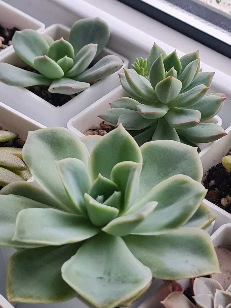 Sunny kid | Succulent